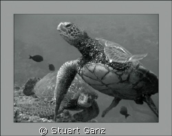 Turtles at the cleaning station. by Stuart Ganz 